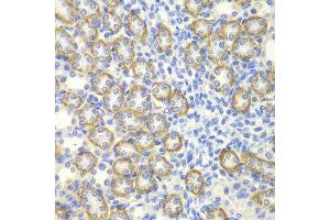 Immunohistochemistry (IHC) image for anti-Synaptotagmin I (SYT1) (AA 1-422) antibody (ABIN3021250) (SYT1 抗体  (AA 1-422))