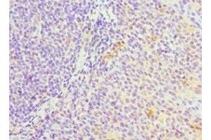 Immunohistochemistry of paraffin-embedded human tonsil tissue using ABIN7169354 at dilution of 1:100 (SERPINH1 抗体  (AA 139-418))