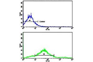 Flow cytometric analysis of NCI-H292 cells using CDH7 polyclonal antibody (bottom histogram) compared to a negative control cell (top histogram). (Cadherin 7 抗体  (N-Term))