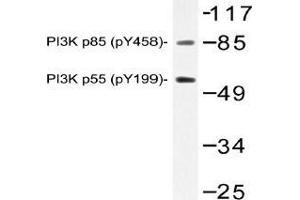 Western blot (WB) analysis of p-PI3K p85 (pTyr458)/p55 (pTyr199) antibody in extracts from NIH/3T3 cells. (PIK3R1 抗体  (pTyr199, pTyr458))