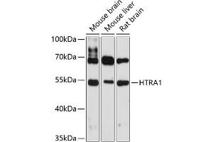 Western blot analysis of extracts of various cell lines, using HTR antibody (1693) at 1:3000 dilution. (HTRA1 抗体  (AA 22-160))