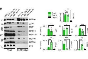 HSP90 complexes in hPSCs and hPSC-derived mDA neurons. (HSPA4 抗体)