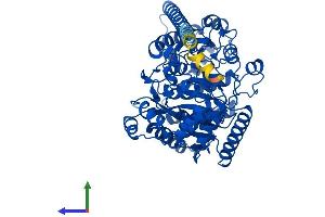 Protein Structure (PS) image for Fatty Acid Amide Hydrolase (FAAH) (AA 1-579) protein (His tag) (ABIN7562225)