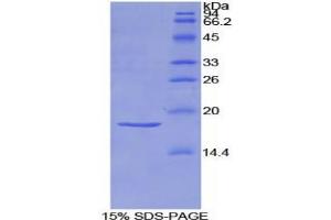 SDS-PAGE analysis of Rat Semaphorin 3A Protein.