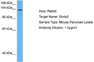 Host: Mouse Target Name: SLC4A2 Sample Tissue: Mouse Pancreas Antibody Dilution: 1ug/ml (SLC4A2 抗体  (N-Term))