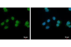ICC/IF Image NANS antibody [N1C3] detects NANS protein at nucleus by immunofluorescent analysis.