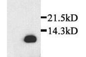 Detection of rat recombinant SDF-1beta in transfected cells by Western Blot (SDF1 beta 抗体)
