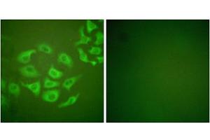Immunofluorescence analysis of HepG2 cells, using MMP-10 antibody. (MMP10 抗体  (C-Term))