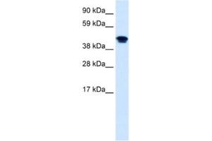 Western Blotting (WB) image for anti-Nuclear Receptor Subfamily 1, Group H, Member 4 (NR1H4) antibody (ABIN2460781) (NR1H4 抗体)