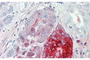 Detection of PP in Human Pancreas Tissue using Polyclonal Antibody to Pancreatic Polypeptide (PP) (PPY 抗体  (AA 30-87))