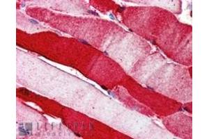 ABIN185150 (5µg/ml) staining of paraffin embedded Human Skeletal Muscle.