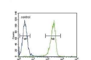 KIR2DS2 Antibody (Center) (ABIN651951 and ABIN2840473) flow cytometric analysis of  cells (right histogram) compared to a negative control cell (left histogram). (KIR2DS2 抗体  (AA 39-65))