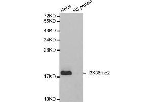 Western Blotting (WB) image for anti-Histone 3 (H3) (H3K36me2) antibody (ABIN3016036) (Histone 3 抗体  (H3K36me2))