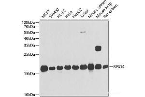 Western blot analysis of extracts of various cell lines using RPS14 Polyclonal Antibody at dilution of 1:1000. (RPS14 抗体)