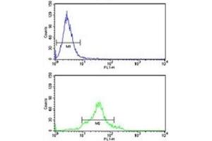CDC20 antibody flow cytometry analysis of HeLa cells (green) compared to a negative control (blue). (CDC20 抗体  (AA 57-84))