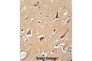 ZFYVE28 antibody (C-term) immunohistochemistry analysis in formalin fixed and paraffin embedded human brain tissue followed by peroxidase conjugation of the secondary antibody and DAB staining. (ZFYVE28 抗体  (C-Term))