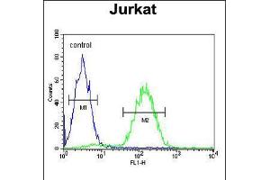 Flow cytometric analysis of Jurkat cells (right histogram) compared to a negative control cell (left histogram). (MAGEA3 抗体  (C-Term))