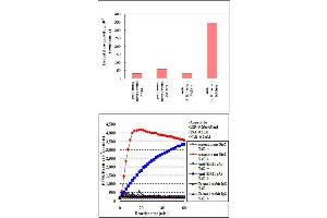 Measurement of 293T cell endogenous SIRT1 activity in an immunoprecipitate using SIRT1 polyclonal antibody  by means of SIRT1/Sir2 Deacetylase Fluorometric (Human) Assay Kit . (SIRT1 抗体)