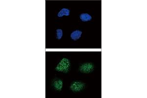 Confocal immunofluorescent analysis of Neurogenin3 Antibody (N-term) (ABIN388770 and ABIN2839081) with NCI- cell followed by Alexa Fluor 488-conjugated goat anti-rabbit lgG (green). (Neurogenin 3 抗体  (N-Term))