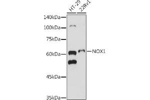 Western blot analysis of extracts of various cell lines, using NOX1 antibody (ABIN6133827, ABIN6144746, ABIN6144748 and ABIN6215916) at 1:500 dilution. (NOX1 抗体  (AA 200-300))