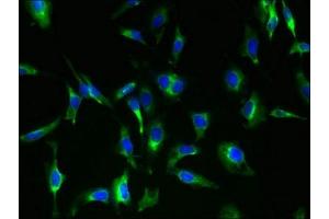 Immunofluorescent analysis of Hela cells using ABIN7166485 at dilution of 1:100 and Alexa Fluor 488-congugated AffiniPure Goat Anti-Rabbit IgG(H+L) (MAS1 抗体  (AA 285-325))