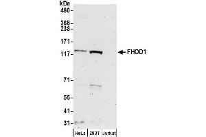 anti-Formin Homology 2 Domain Containing 1 (FHOD1) (AA 1114-1164) antibody