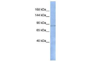 WB Suggested Anti-RFX1  Antibody Titration: 0. (RFX1 抗体  (N-Term))