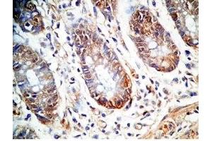 Human colon tissue was stained by Rabbit Anti-PYY (1-36)-Gly (R,M,C,P) Antiserum (Peptide YY (PYY) -Gly (AA 1-36) 抗体)