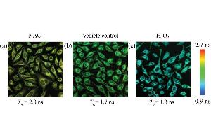 Immunofluorescence (IF) image for FCR1 (ABIN5021886)