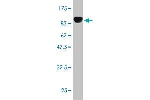 Western Blot detection against Immunogen (93.