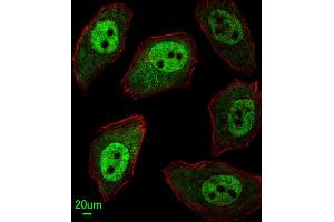 Immunofluorescence (IF) image for anti-APEX Nuclease (Apurinic/apyrimidinic Endonuclease) 2 (APEX2) antibody (ABIN3003990) (APEX2 抗体)