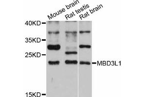 Western blot analysis of extracts of various cell lines, using MBD3L1 antibody (ABIN6293894) at 1:3000 dilution. (MBD3L1 抗体)