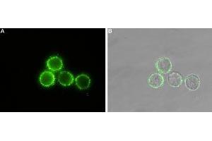 Immunocytochemistry (ICC) image for anti-Parathyroid Hormone 1 Receptor (PTH1R) (AA 241-255), (Extracellular) antibody (ABIN7043429)
