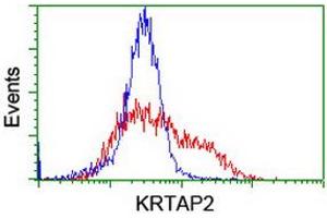 Image no. 3 for anti-Keratin Associated Protein 2-4 (KRTAP2-4) (AA 1-128) antibody (ABIN1490568) (KRTAP2-4 抗体  (AA 1-128))