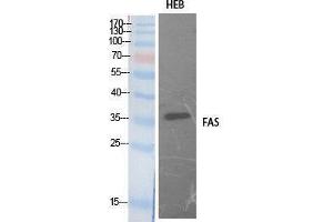 Western Blotting (WB) image for anti-TNF Receptor Superfamily, Member 6 (FAS) (Internal Region) antibody (ABIN3181066) (FAS 抗体  (Internal Region))