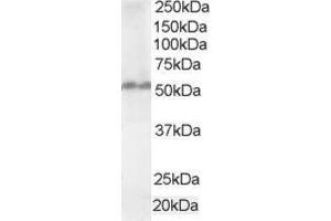 Western Blotting (WB) image for anti-Fas Associated Factor Family Member 2 (FAF2) (C-Term) antibody (ABIN2465665) (FAF2 抗体  (C-Term))