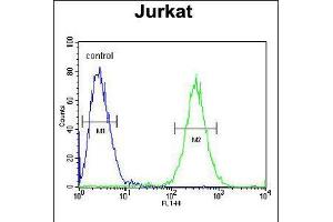 Flow cytometric analysis of Jurkat cells (right histogram) compared to a negative control cell (left histogram). (ST3GAL5 抗体  (C-Term))