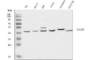 Western blot analysis of CXCR5 using anti-CXCR5 antibody (ABIN7600362).