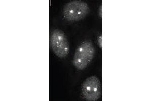 Immunofluorescence (IF) image for anti-Small Ubiquitin Related Modifier 2/3 (SUMO2/3) (full length) antibody (ABIN2452139) (SUMO2/3 抗体  (full length))