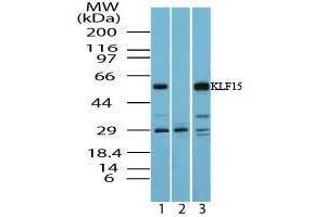 Image no. 1 for anti-Kruppel-Like Factor 15 (KLF15) (AA 100-150) antibody (ABIN960246) (KLF15 抗体  (AA 100-150))