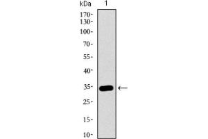 Western Blotting (WB) image for anti-Mitogen-Activated Protein Kinase 14 (MAPK14) (AA 299-360) antibody (ABIN1845584)
