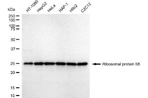 anti-Ribosomal Protein S8 (RPS8) antibody