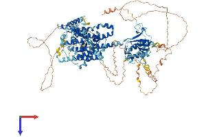 SLC26A8 Protein (AA 1-970) (His tag)