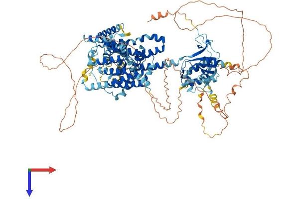SLC26A8 Protein (AA 1-970) (His tag)