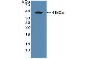 Western Blotting (WB) image for anti-Nuclear Receptor Subfamily 1, Group H, Member 3 (NR1H3) (AA 95-434) antibody (ABIN7434590)