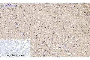 Immunohistochemical analysis of paraffin-embedded rat heart tissue.