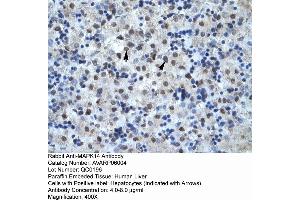 Human Liver (MAPK14 抗体  (C-Term))