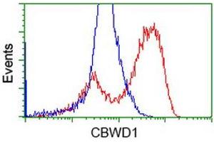 HEK293T cells transfected with either RC222790 overexpress plasmid (Red) or empty vector control plasmid (Blue) were immunostained by anti-CBWD1 antibody (ABIN2452883), and then analyzed by flow cytometry. (CBWD1 抗体)