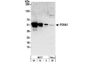 Western Blotting (WB) image for anti-Forkhead Box A1 (FOXA1) (AA 422-472) antibody (ABIN7450258)
