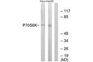 Western blot analysis of extracts from HeLa/HepG2, using p70 S6 Kinase (Ab-371) Antibody.